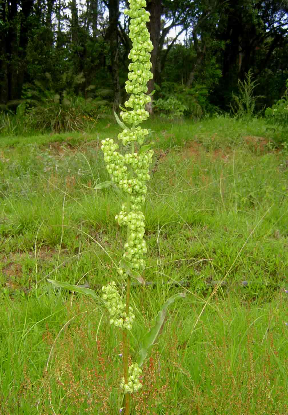 Rumex crispus Rumex crispus