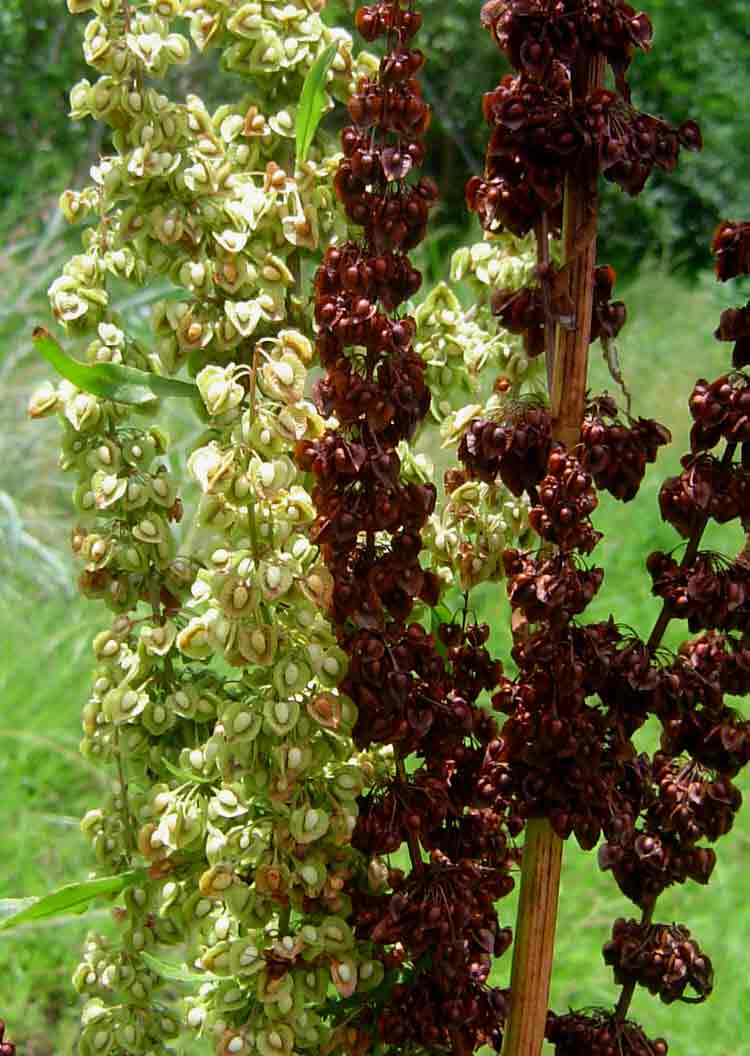 Rumex crispus Rumex crispus