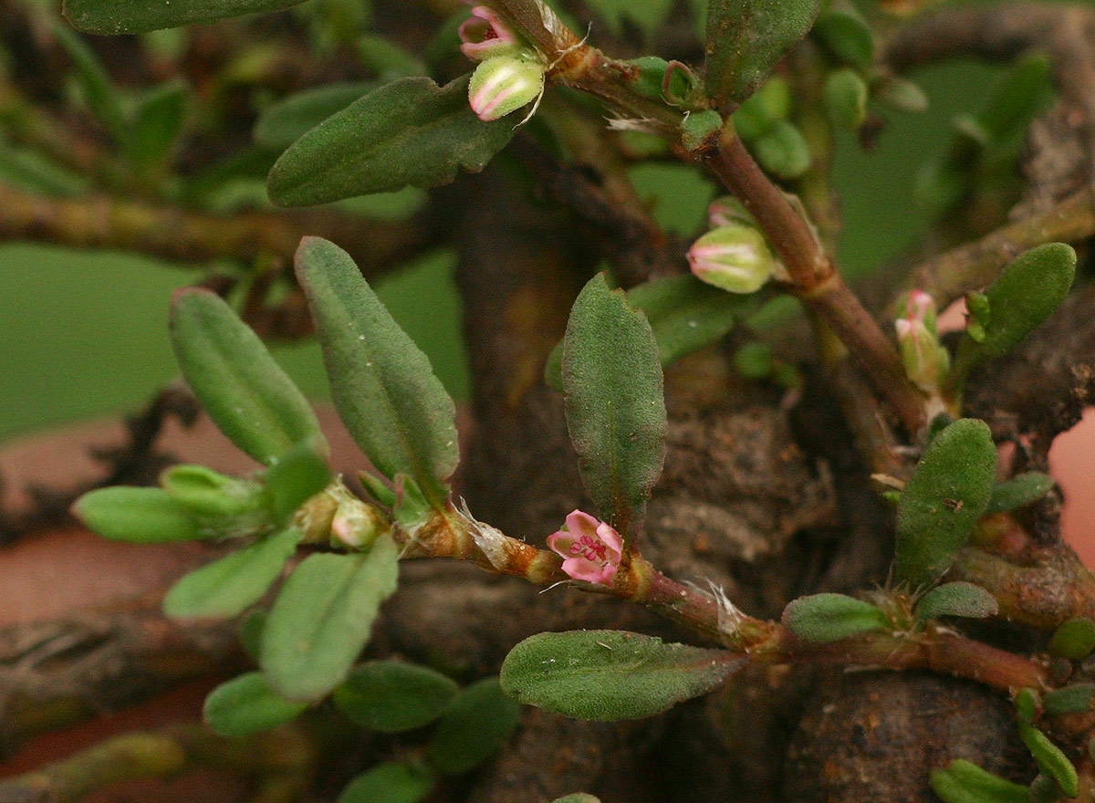 Polygonum plebeium Polygonum plebeium