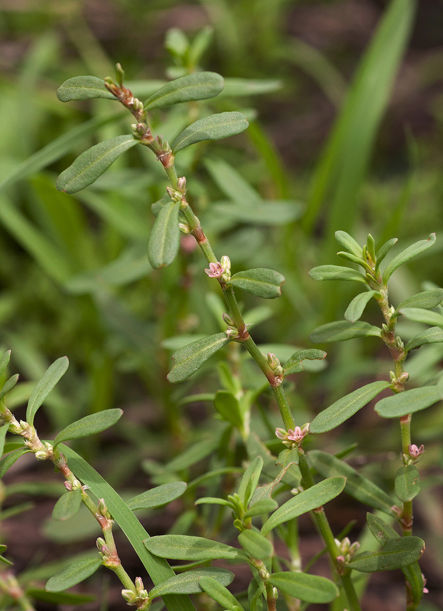 Polygonum plebeium Polygonum plebeium