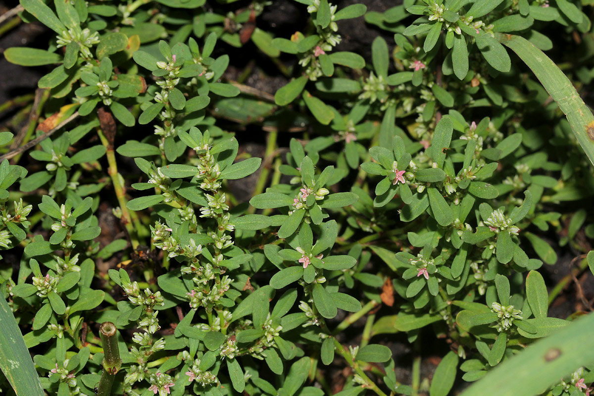 Polygonum plebeium Polygonum plebeium
