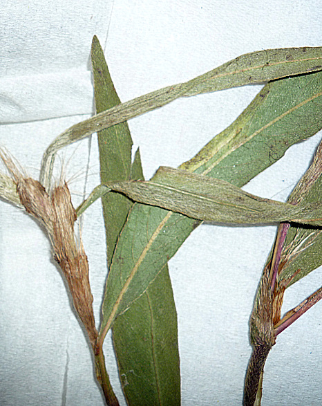 Persicaria madagascariensis Persicaria madagascariensis