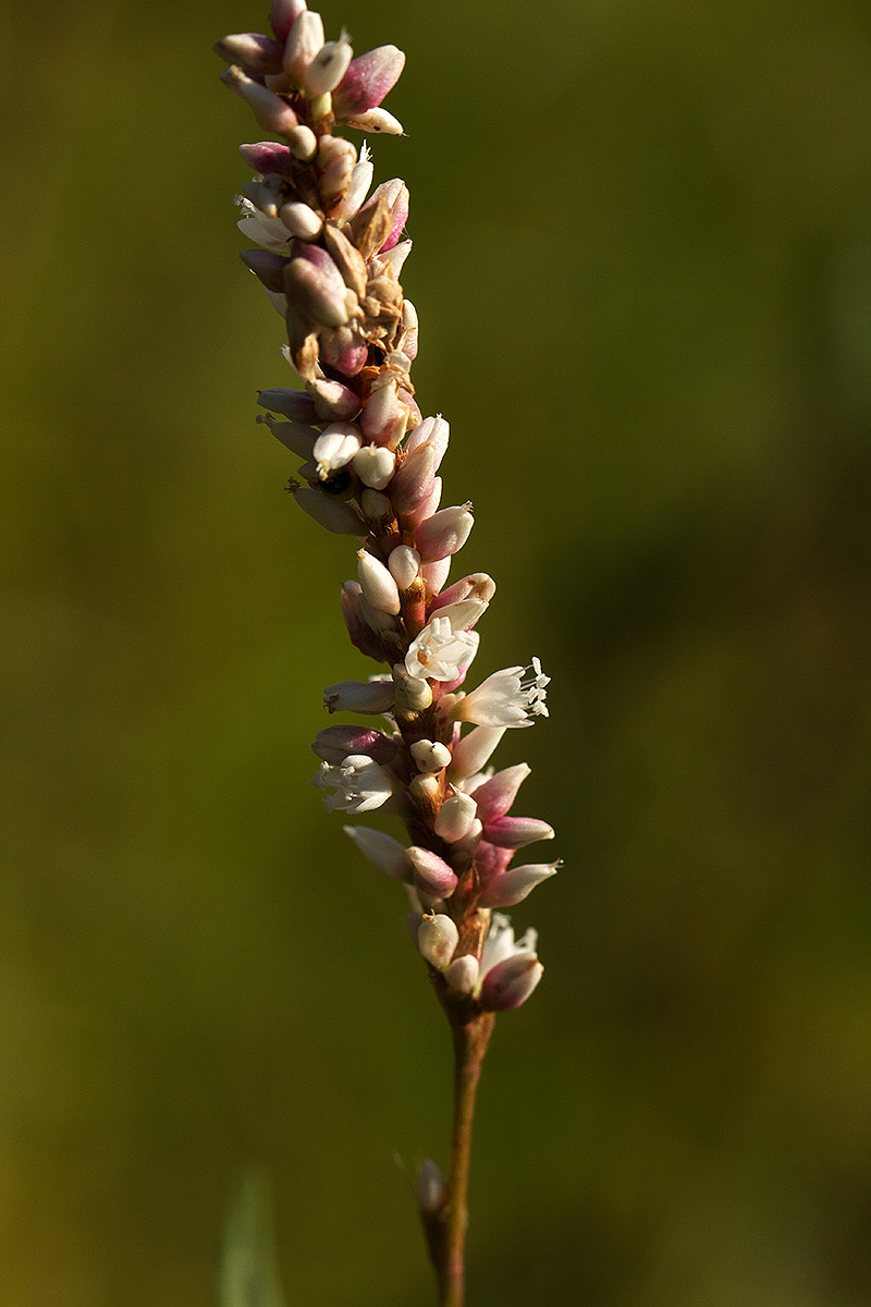 Persicaria madagascariensis Persicaria madagascariensis
