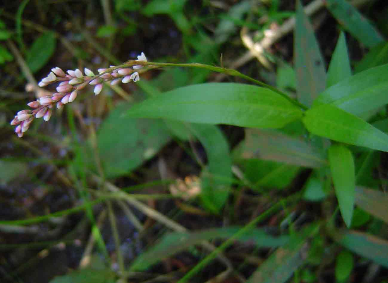 Persicaria decipiens Persicaria decipiens