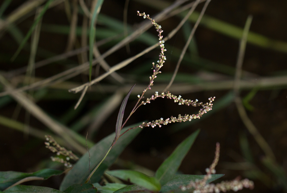 Persicaria decipiens Persicaria decipiens