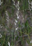 Sericorema sericea