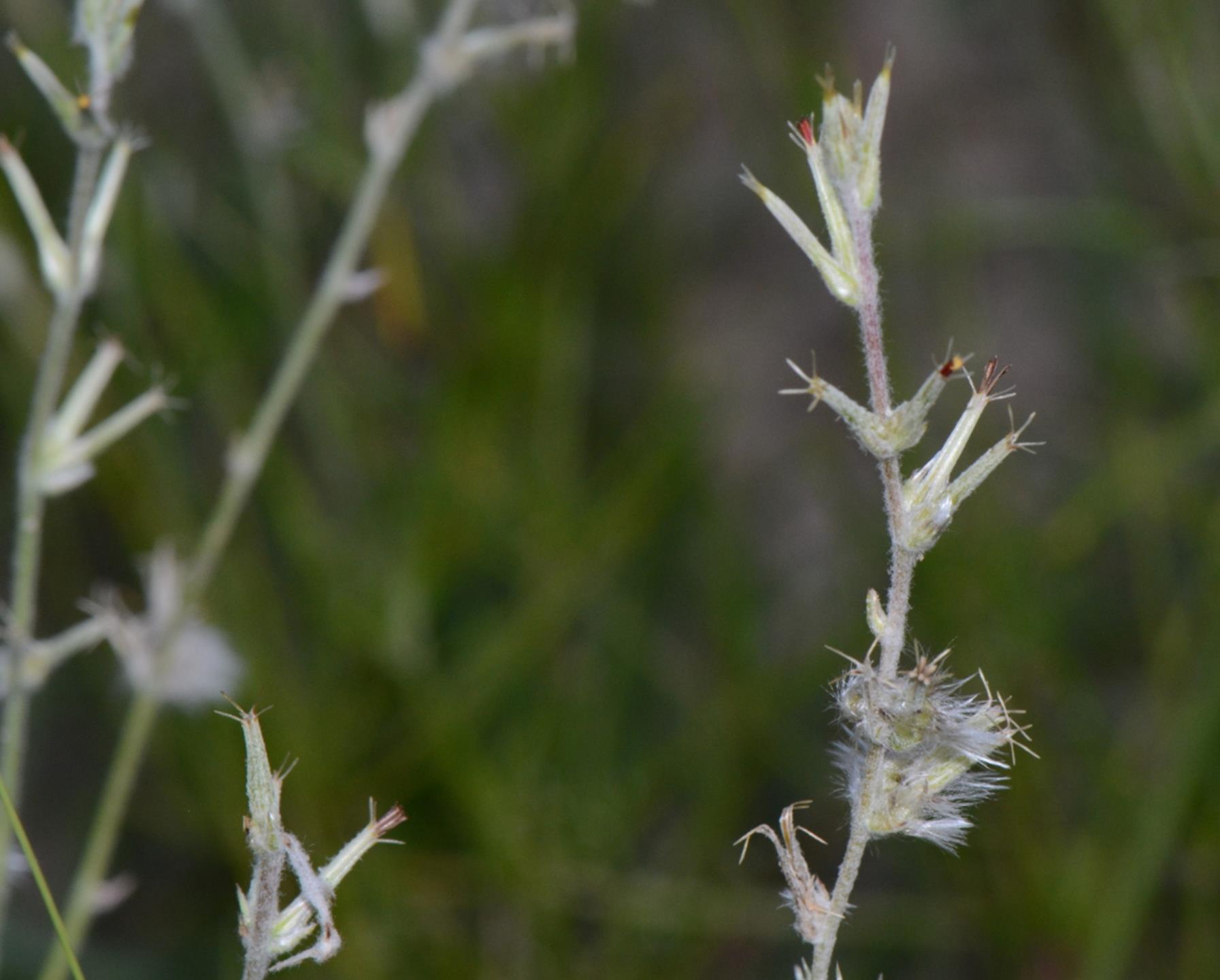 Sericorema sericea