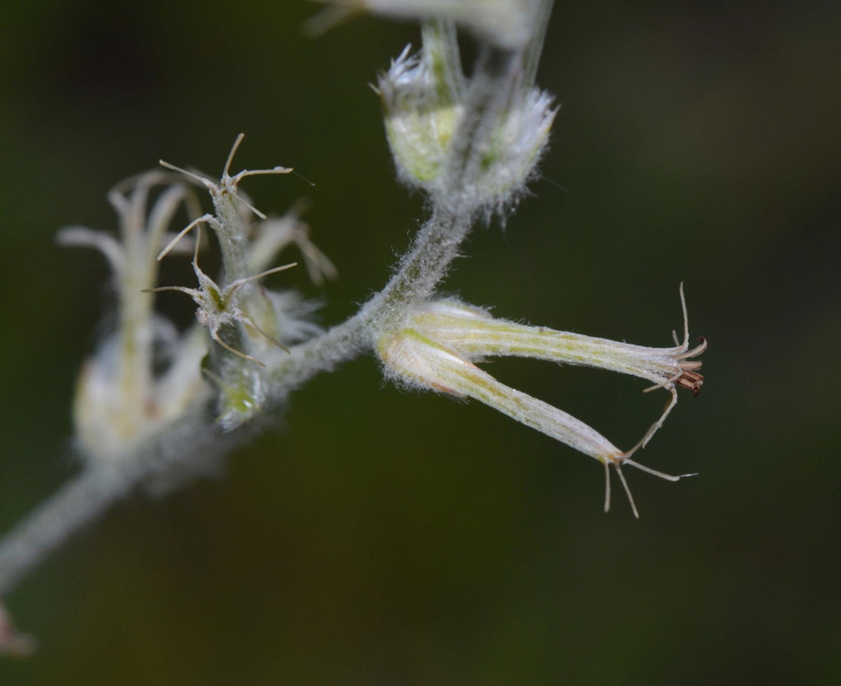 Sericorema sericea Sericorema sericea