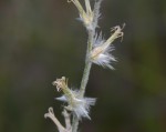 Sericorema sericea