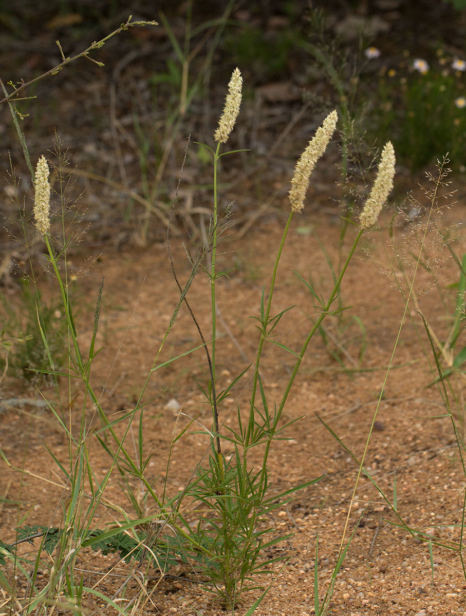 Kyphocarpa angustifolia Kyphocarpa angustifolia