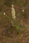 Kyphocarpa angustifolia