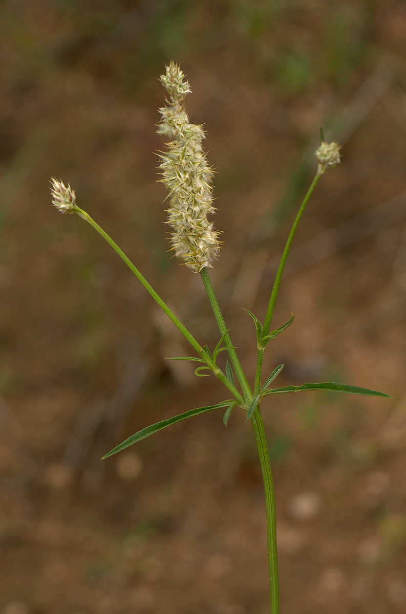 Kyphocarpa angustifolia Kyphocarpa angustifolia