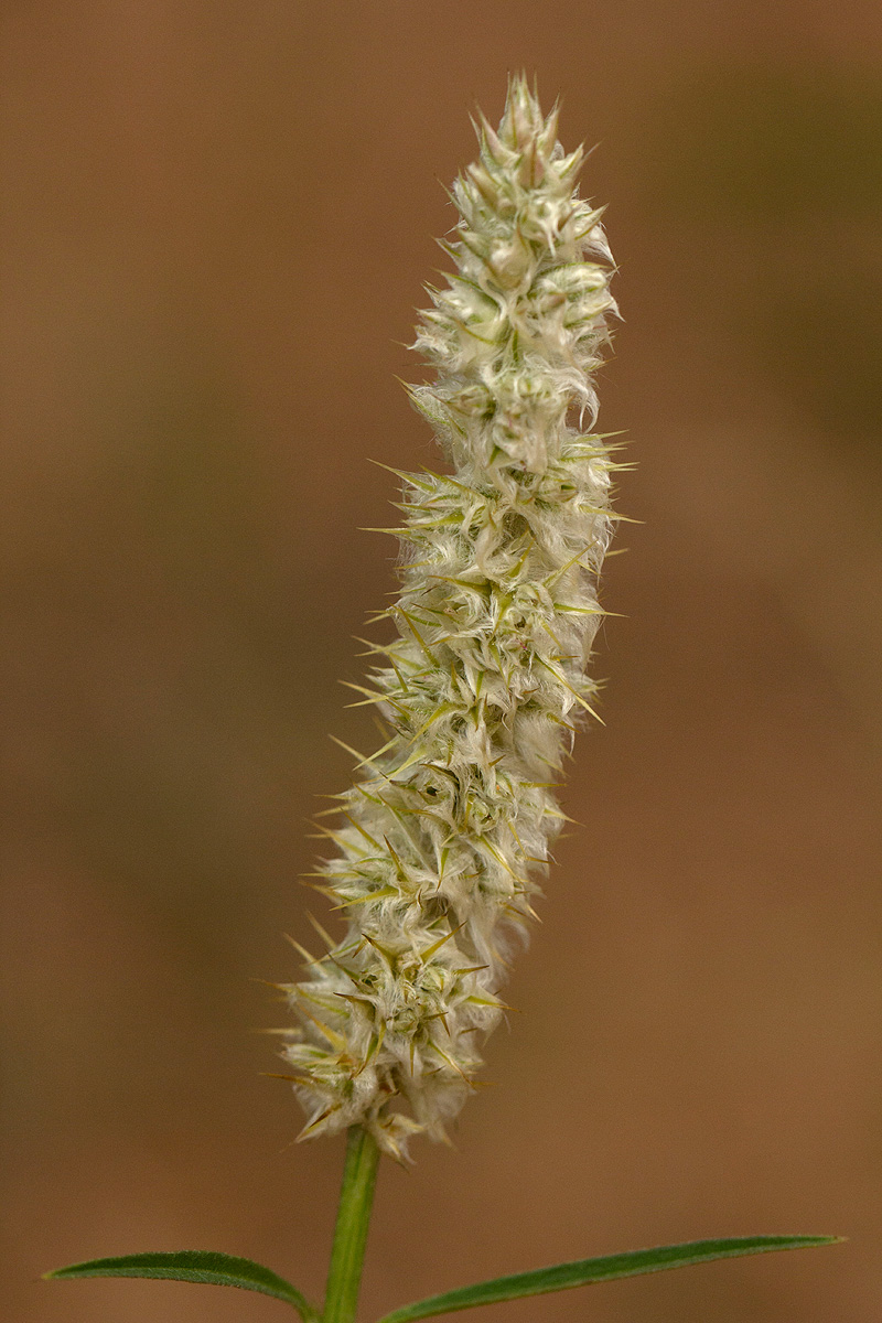 Kyphocarpa angustifolia Kyphocarpa angustifolia