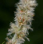 Kyphocarpa angustifolia