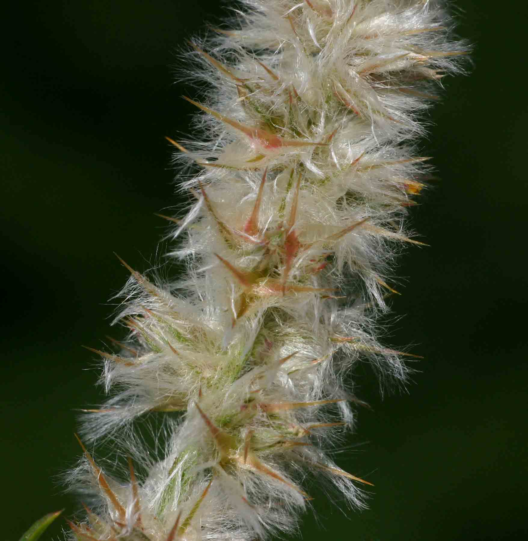 Kyphocarpa angustifolia Kyphocarpa angustifolia