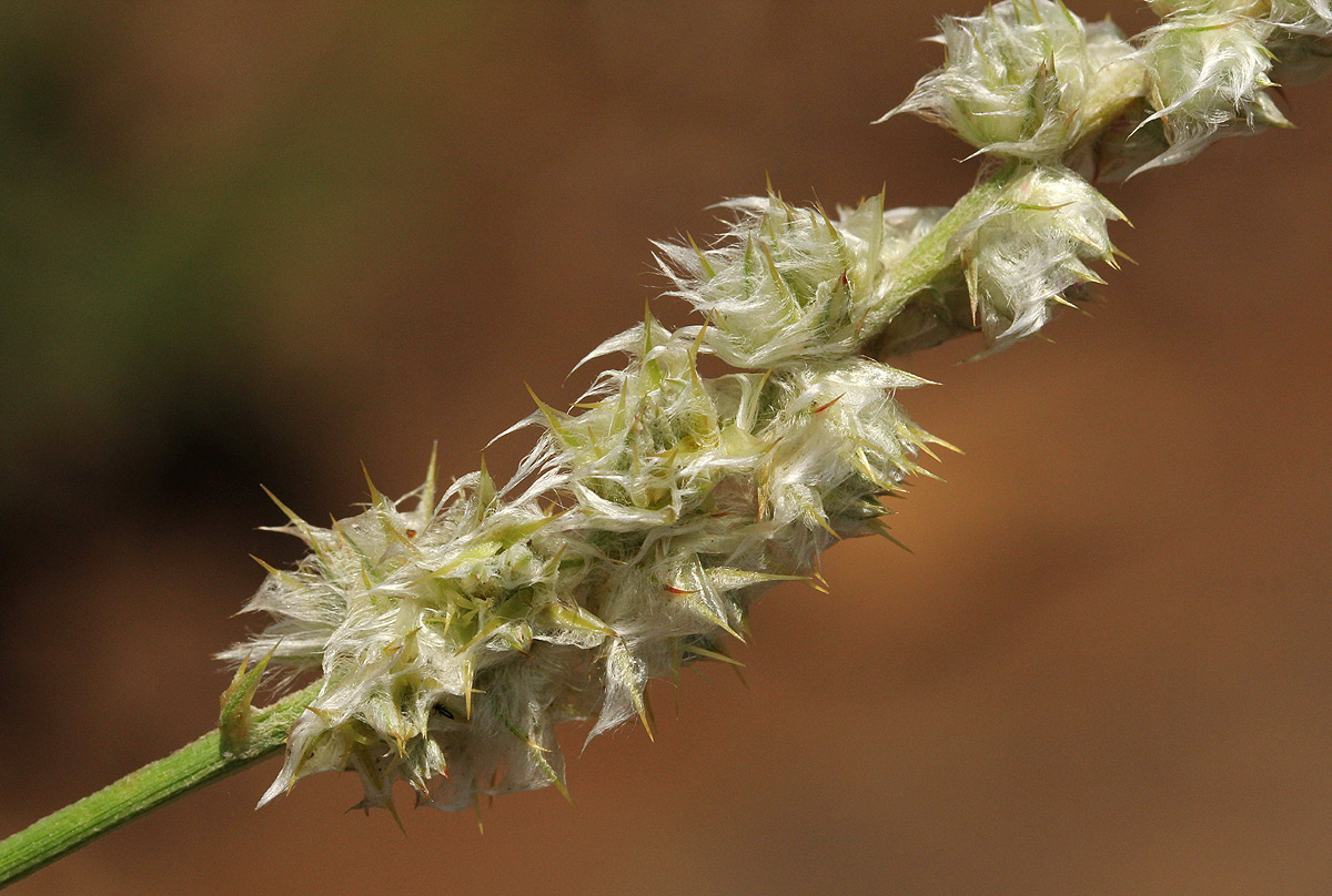 Kyphocarpa angustifolia Kyphocarpa angustifolia