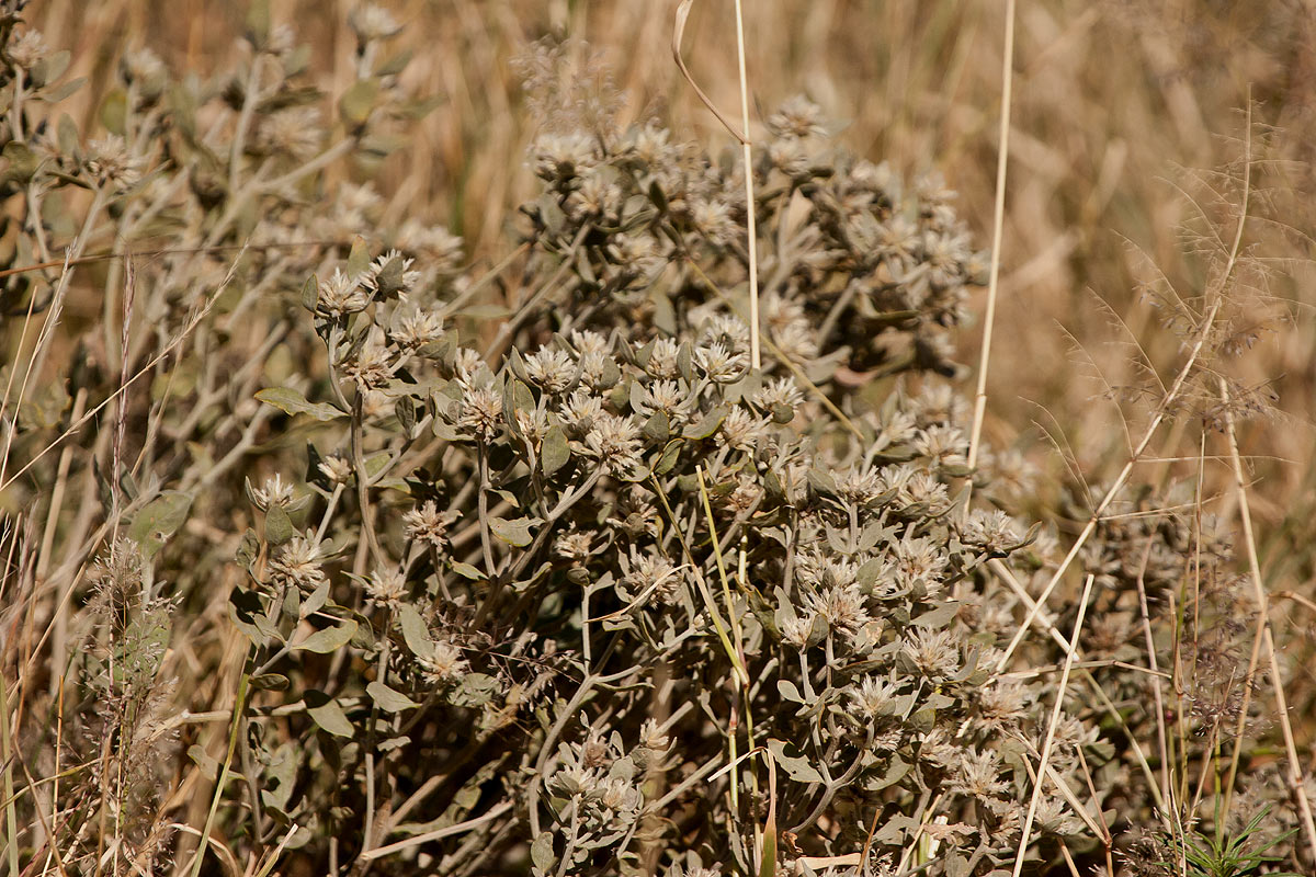 Leucosphaera bainesii