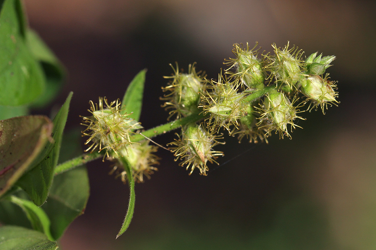 Pupalia lappacea var. velutina