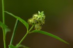 Pupalia lappacea var. velutina