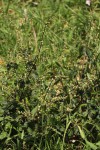 Pupalia lappacea var. velutina