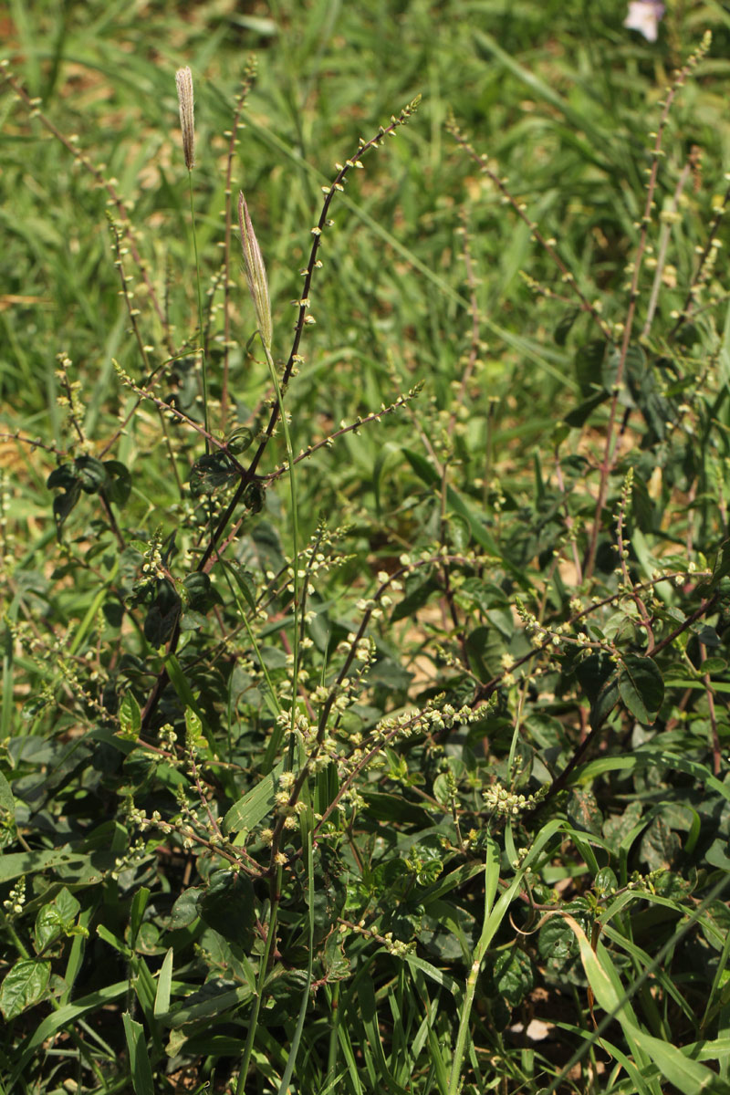 Pupalia lappacea var. velutina Pupalia lappacea var. velutina