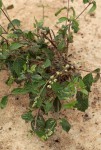 Pupalia lappacea var. velutina
