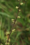 Pupalia lappacea var. velutina