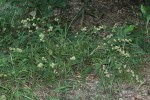 Pupalia lappacea var. velutina