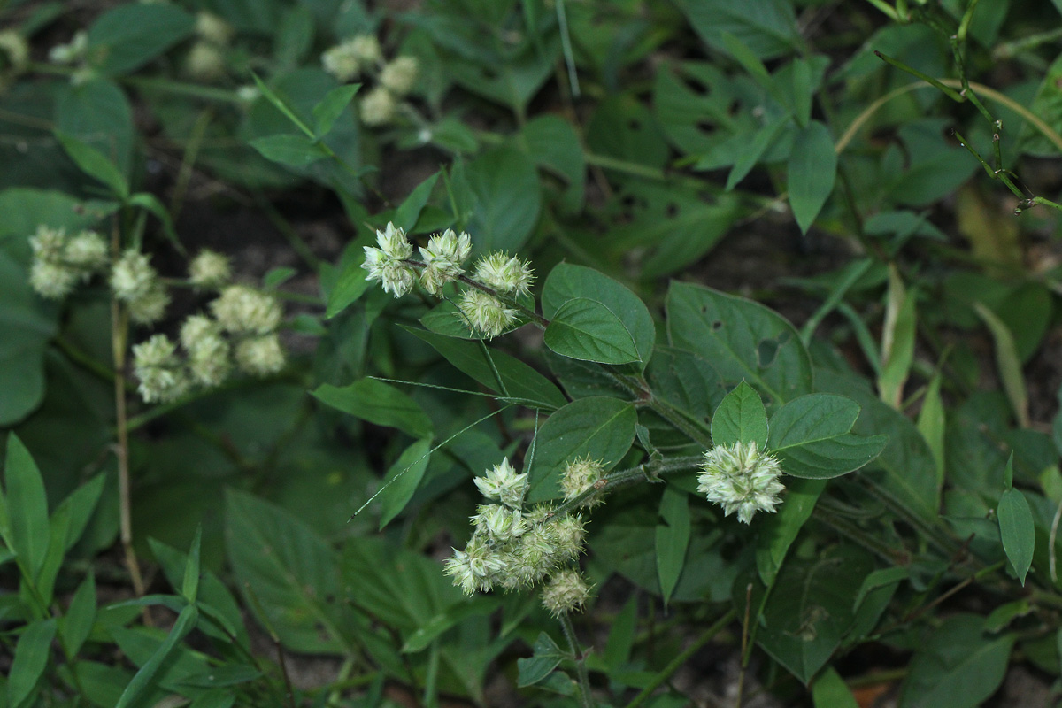 Pupalia lappacea var. velutina