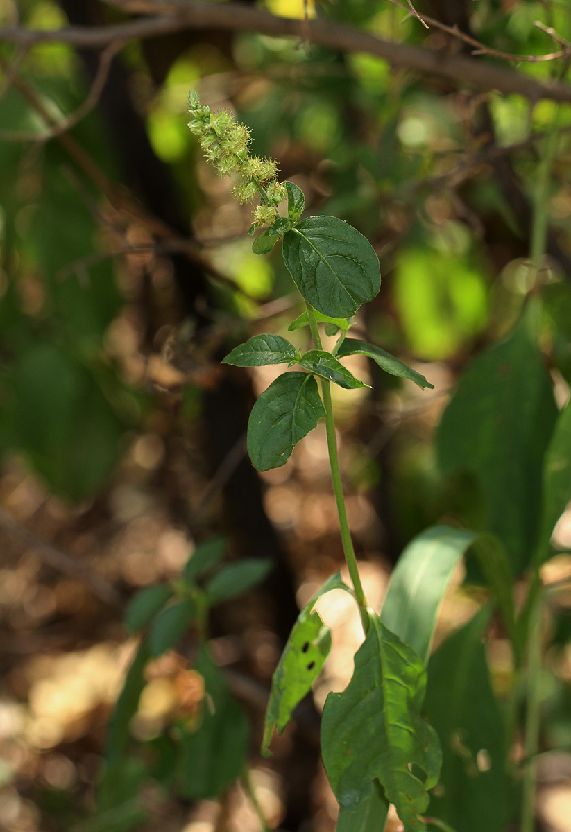 Pupalia lappacea var. velutina Pupalia lappacea var. velutina