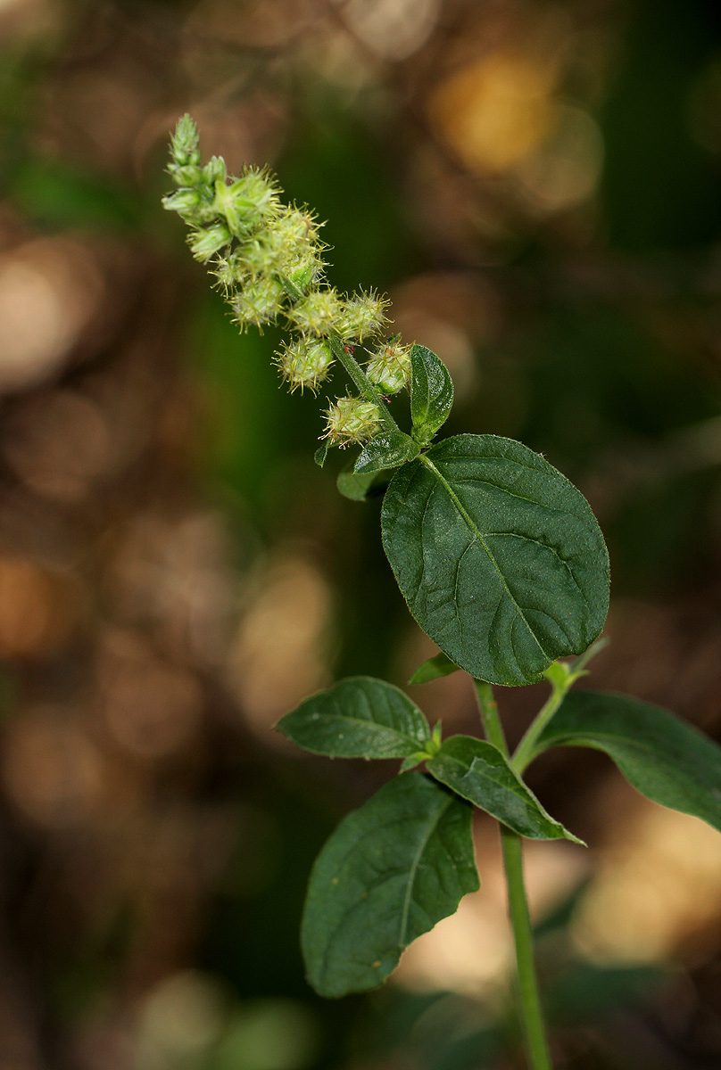Pupalia lappacea var. velutina Pupalia lappacea var. velutina