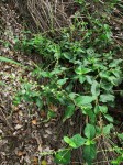 Pupalia lappacea var. velutina