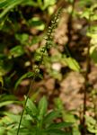 Pupalia lappacea var. velutina