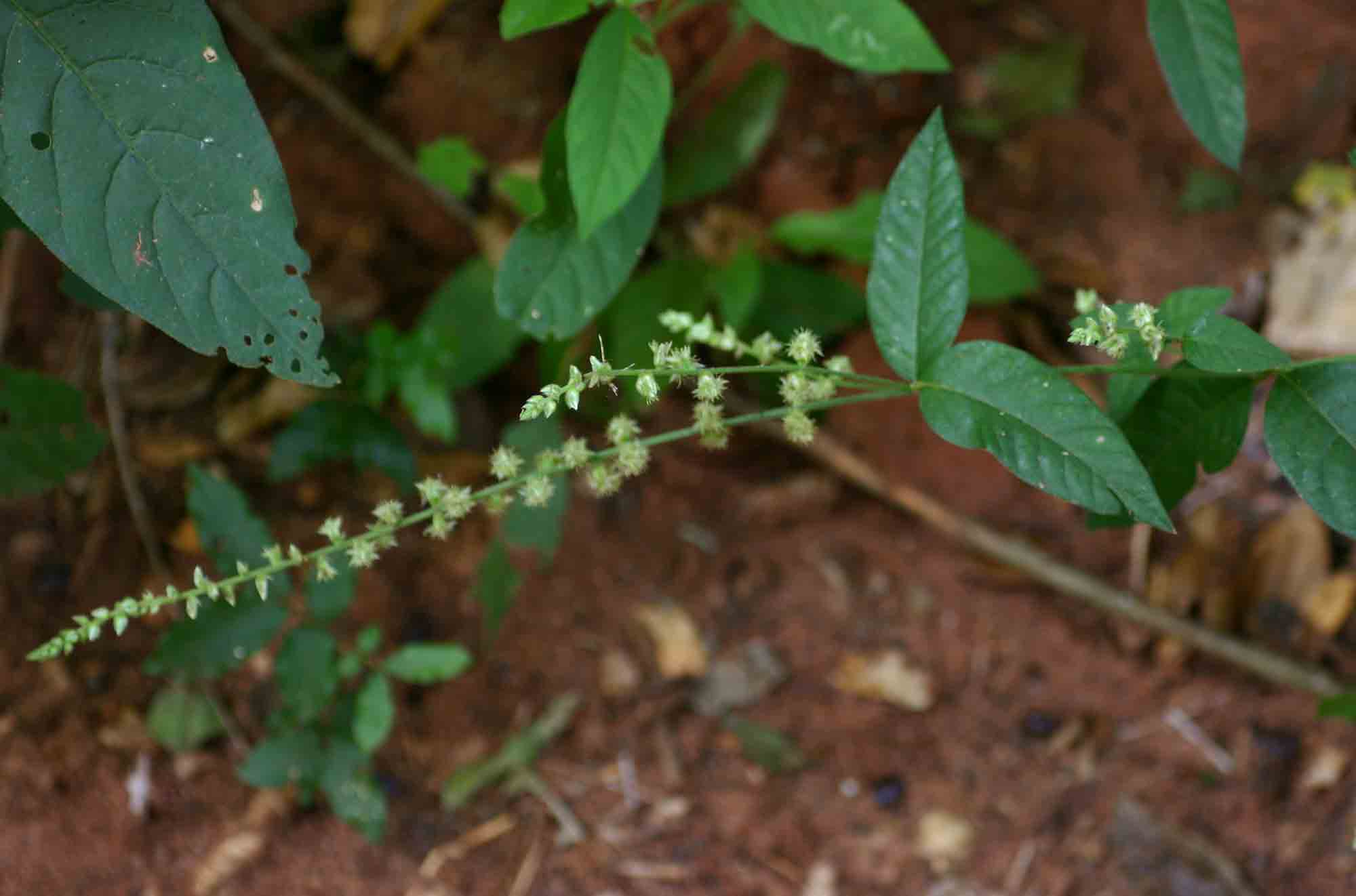 Pupalia lappacea var. velutina Pupalia lappacea var. velutina
