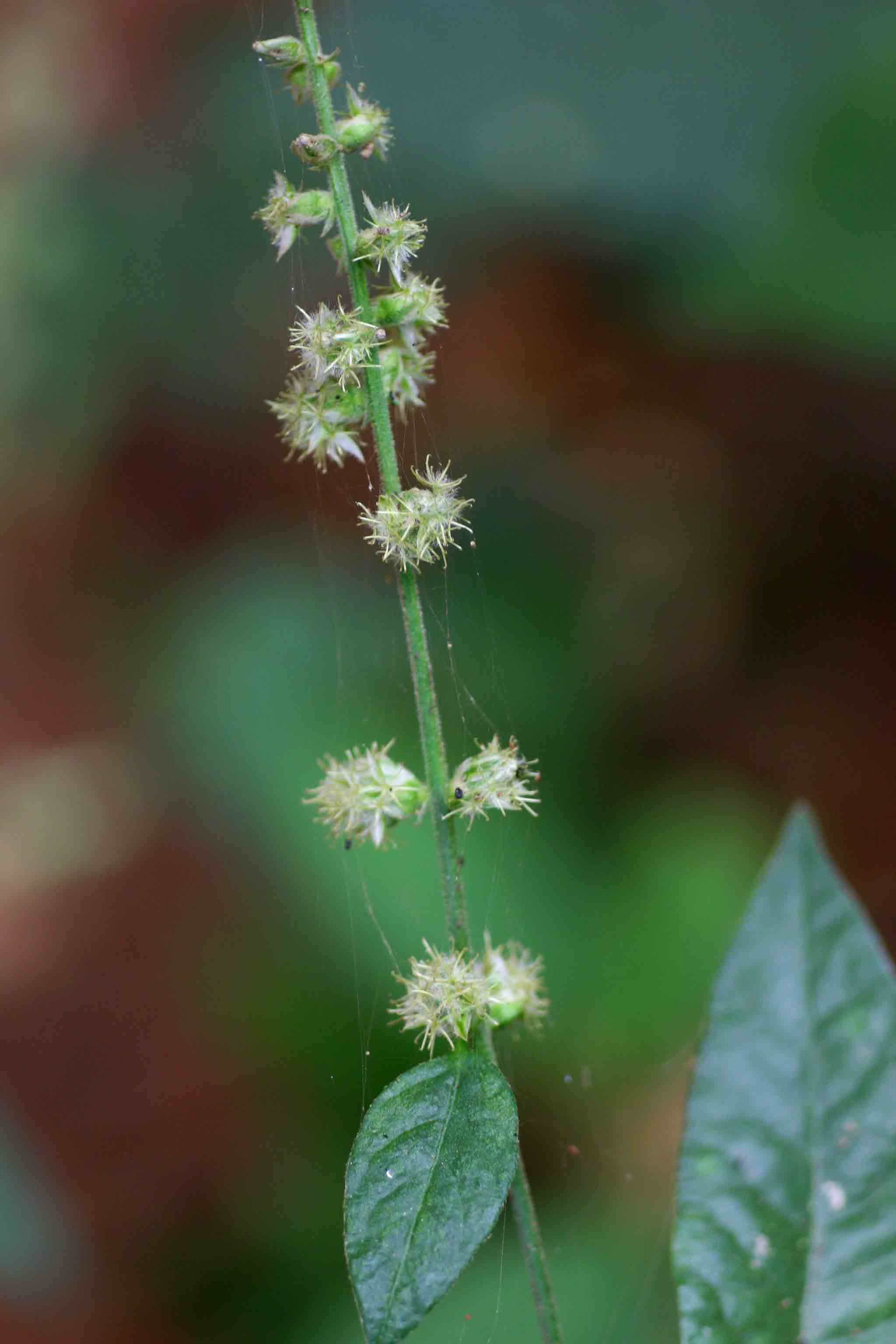 Pupalia lappacea var. velutina Pupalia lappacea var. velutina