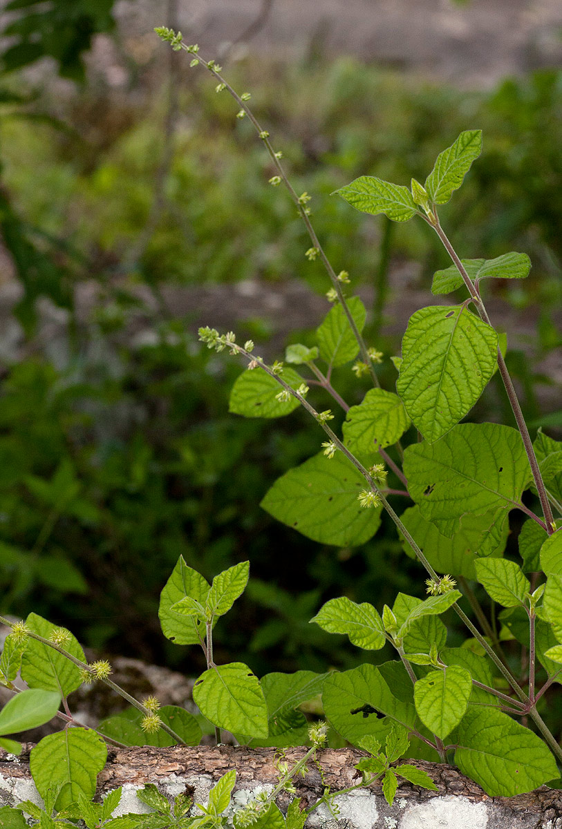 Pupalia lappacea var. velutina Pupalia lappacea var. velutina