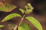 Pupalia lappacea var. velutina