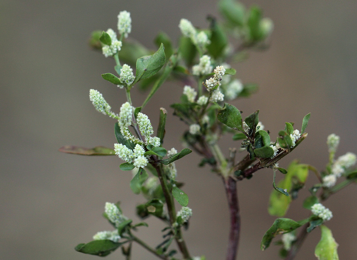 Nothosaerva brachiata Nothosaerva brachiata