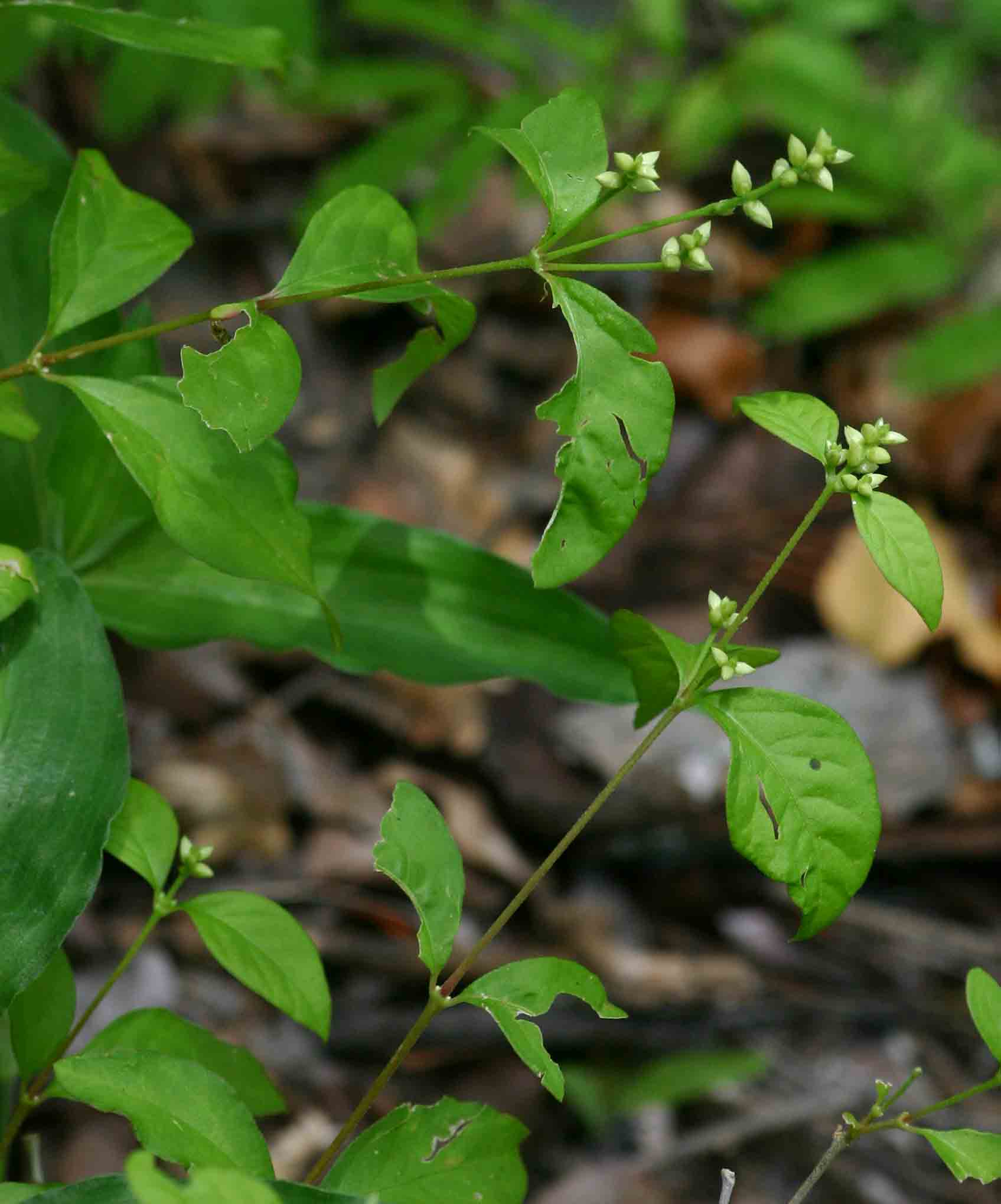 Psilotrichum scleranthum Psilotrichum scleranthum