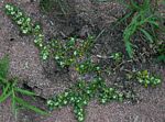 Guilleminea densa