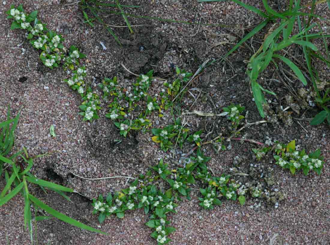 Guilleminea densa