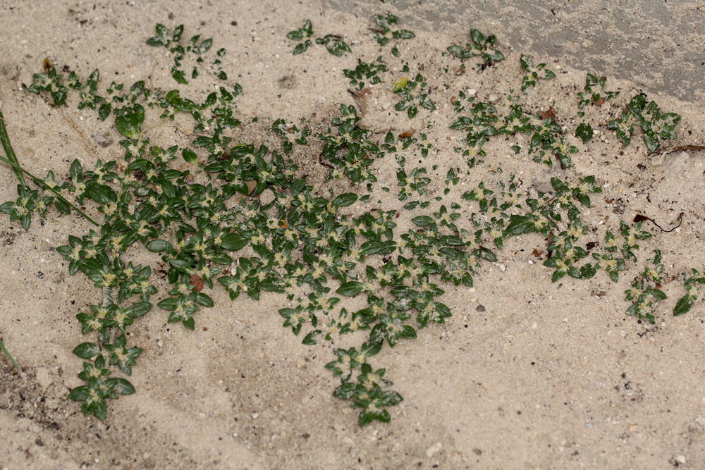 Guilleminea densa