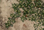 Guilleminea densa