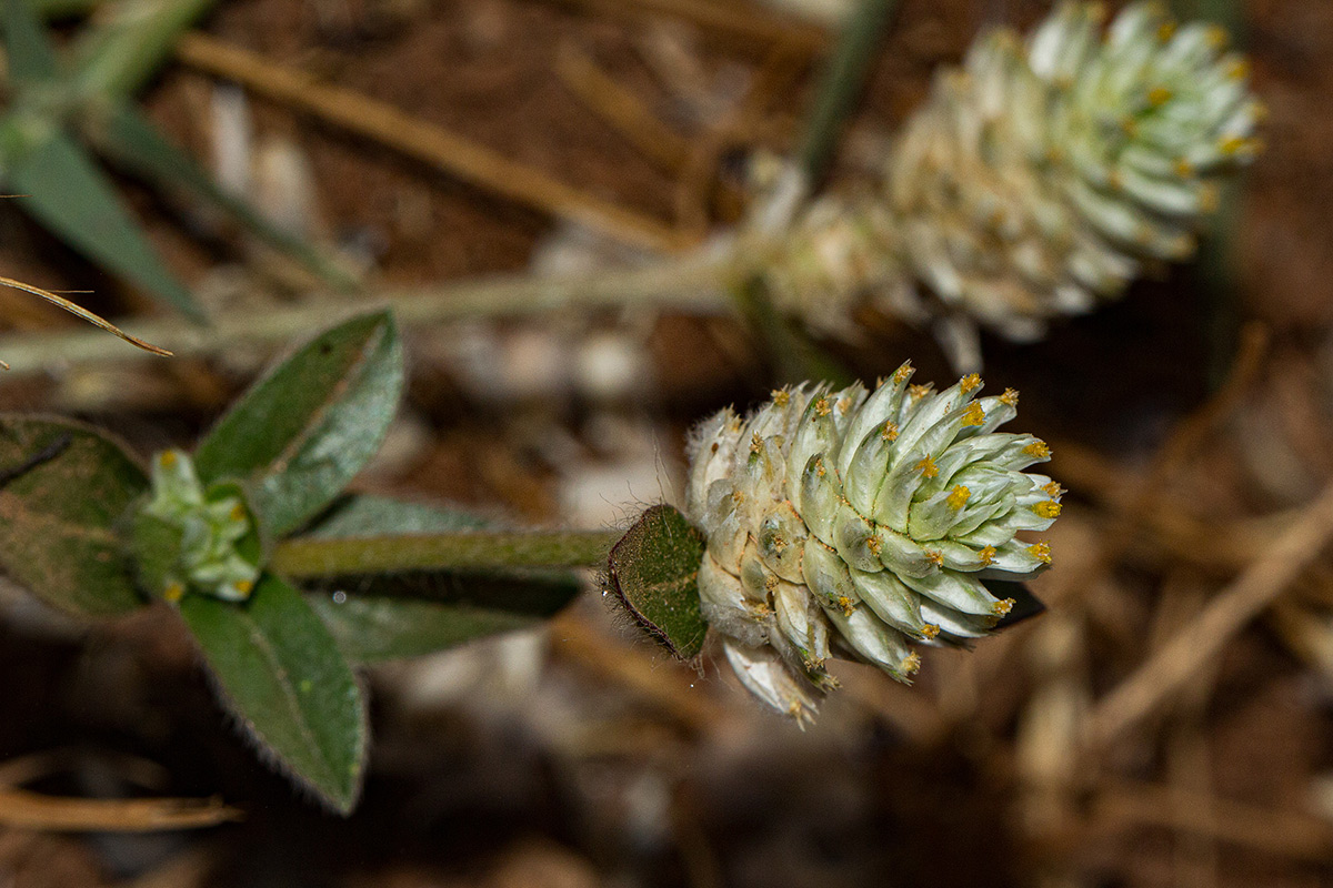 Gomphrena celosioides Gomphrena celosioides