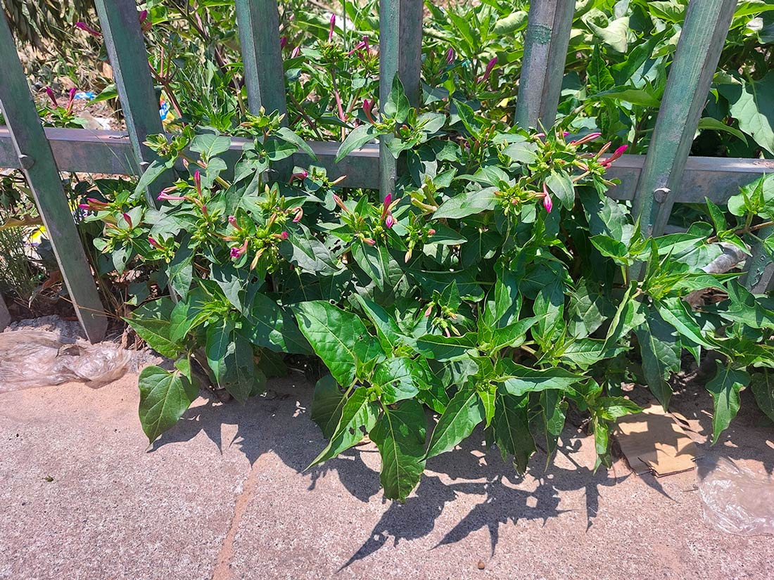 Mirabilis jalapa