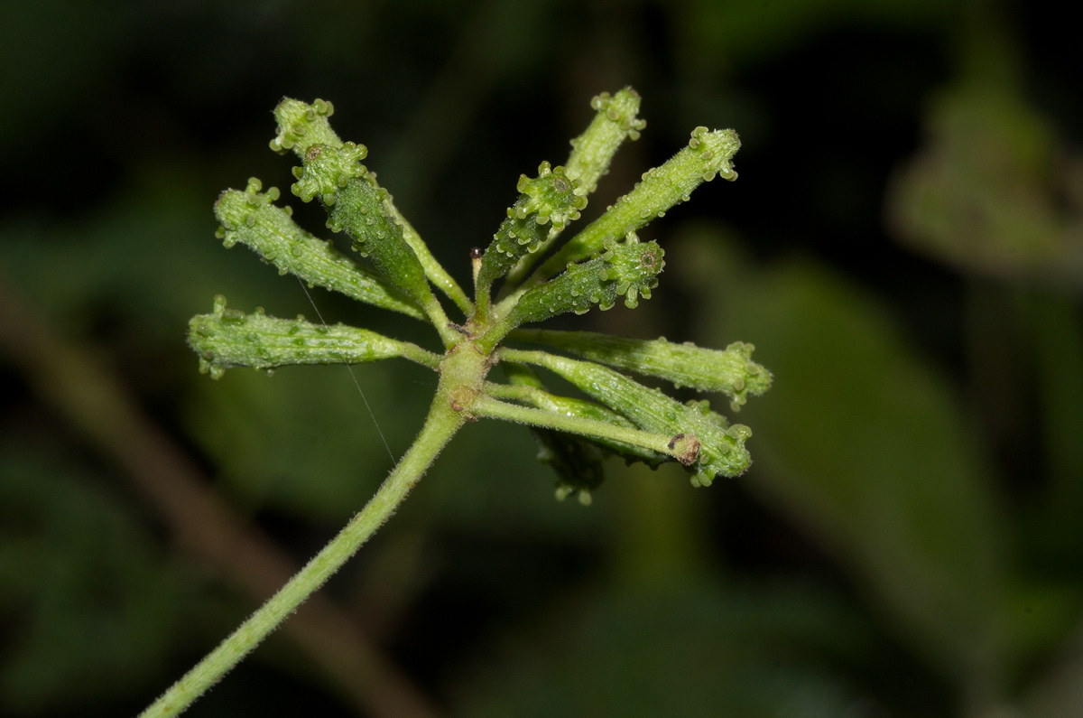 Commicarpus plumbagineus Commicarpus plumbagineus