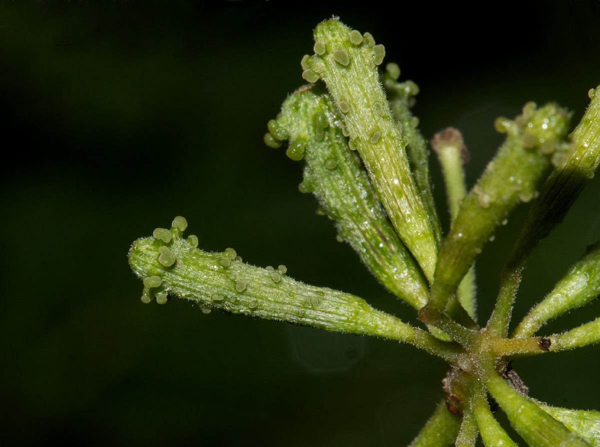 Commicarpus plumbagineus Commicarpus plumbagineus