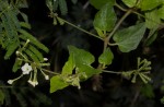 Commicarpus plumbagineus