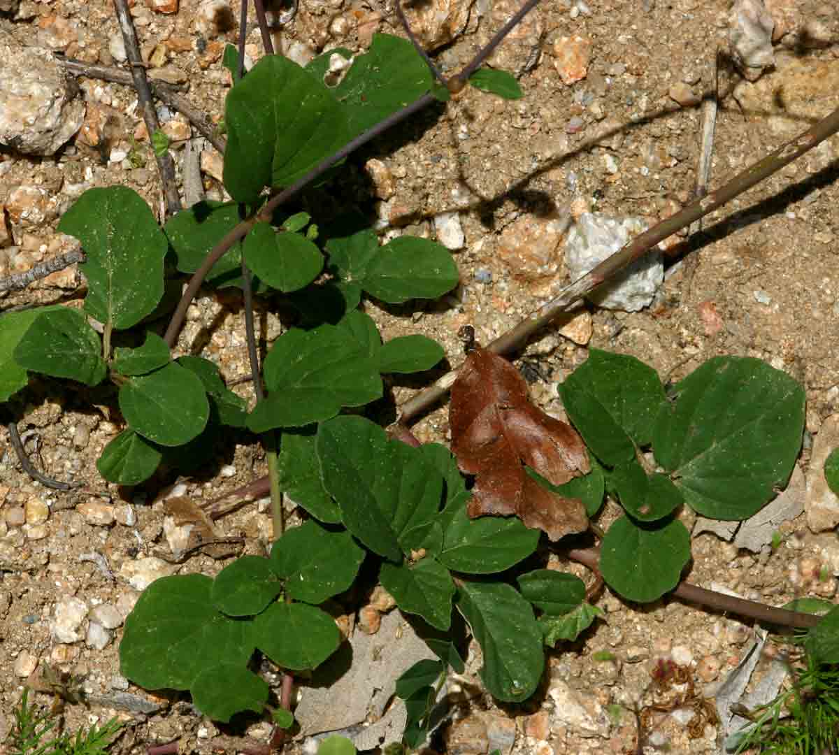 Boerhavia diffusa Boerhavia diffusa