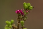 Boerhavia diffusa